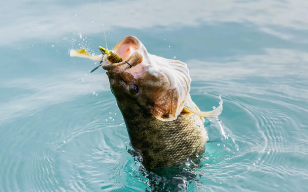 Banner image for: Ensemble de leurres de pêche