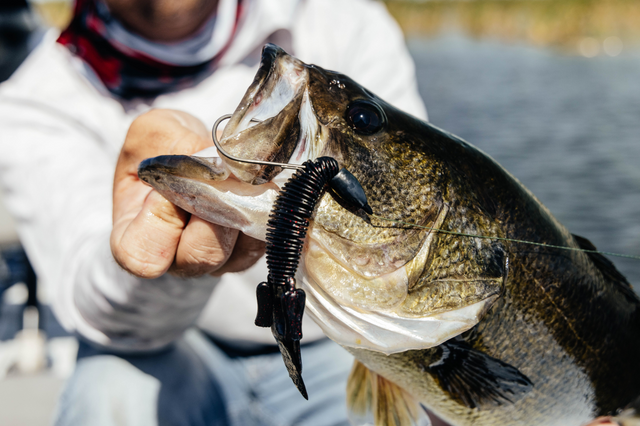 Appâts pour gros poissons